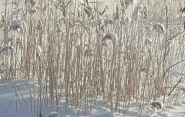 Lastun Paikat savusauna