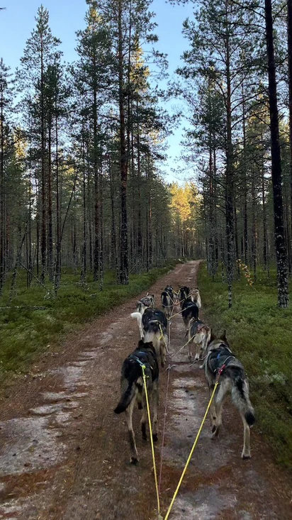 Jokisalon valjakkokoirat