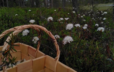 Metsä Kolon hillasuo