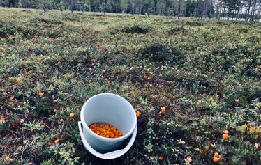 Metsä Kolon hillasuo
