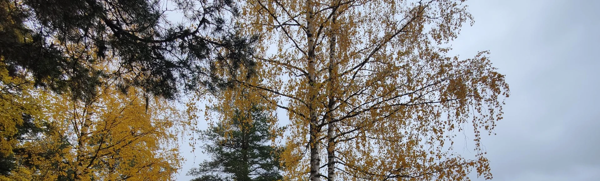 Saunat