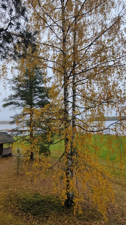 Saunat