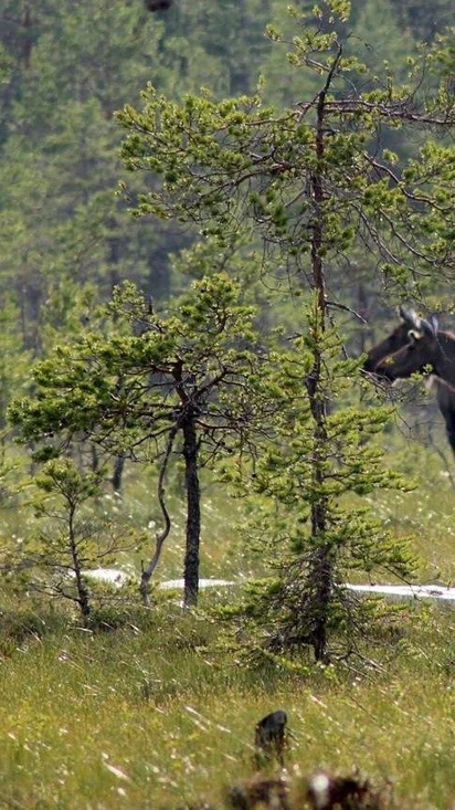Metsästys ja kalastus