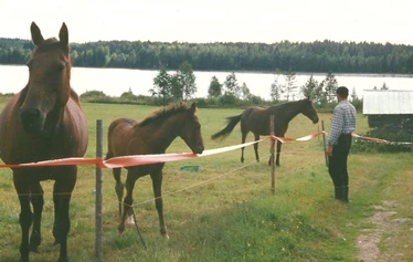 Pentti Mehtonen ja ravihevoset.  Kuva: Marketta Raatikainen.