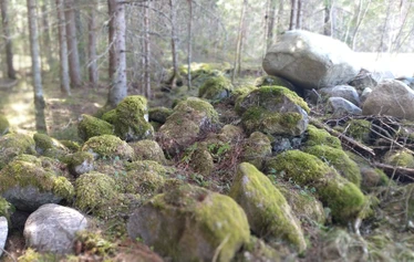 Vanhaa kiviaitaa. - Kuva liittyy QR-koodin tarinoiden aiheeseen. Peltoja raivatessa syntyi kiviaitoja. Kuvan kiviaita pääosin 1920 ja -30 luvuilta.  Kuva: Teemu Hassinen.