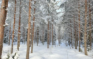 Luontoretki, Metsänautti - Luontoretket kaikkina vuodenaikoina, kaikilla aisteilla, Metsänautti.