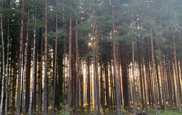 Luontoretki, Metsänautti - Luontoretket kaikkina vuodenaikoina, kaikilla aisteilla, Metsänautti.