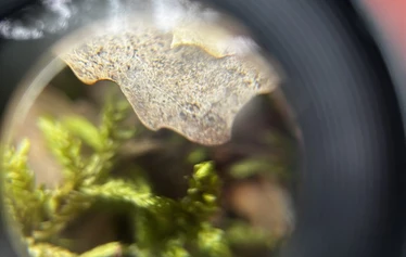 ForestMed - ForestMed palvelun tuottajat ovat erä- ja luonto-oppaita ja terveydenhuollon ammattilaisia.