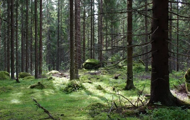 Metsänautin kota - Metsänautin kota sijaitsee Tuusulassa Rusutjärvellä MEtsänautin toimipisteellä jioka on yksityisesti varattavissa.