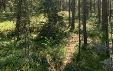 Asititreffit luonnossa, Metsänautti - Lähde asitirikkaille treffeille luontoon Tuusulaan, Metsänautti