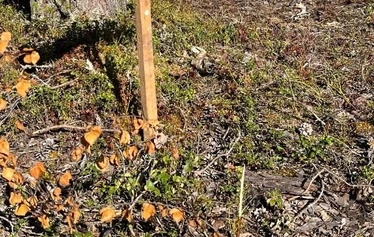 Mökki 1 Minttumaari