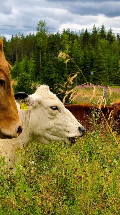 Maatilan eläimet ja aktiviteetit