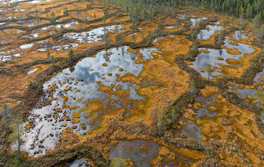 Kirjan esittely - Noin 300 sivuinen tietokirja Suomen soiden tilasta on tekeillä vuoden 2026 aikana. 

Suot ovat Suomelle tyypillinen ja ainutlaatuinen ekosysteemi. Ne ovat olleet
muutoksen kourissa jo kauan. Useat suotyypit ovat varsinkin etelässä
kadonneet tai ovat uhanalaisia. Tämä tietokirja kertoo soidemme heikosta
nykytilasta ja siihen johtaneista syistä.
Teos selvittää lukijalleen suotyyppien erot ja niillä tavattavat tyypilliset eliölajit.
Suotyypeille on valittu edustavia mallisoita, joista on kirjassa laaja kuvaus
luontosisällöstä sekä paikalla tehty näyttävä kuvitus.
Soidemme hyötykäyttö historiassa käsitellään laajasti. Siellä ovat Suomen
soiden tilan heikentymisen oleelliset taustat ja juurisyyt. Suojelutoimet ja
ennallistamisen mahdollisuudet saavat omat lukunsa kirjassa. Lukija ei tarvitse
erityistä luontotietämystä, vaan soiden luontoarvot ja monimuotoisuus
avautuvat helposti ymmärretyksi. Lukija saa ymmärryksen soiden suojelun
keinoista ja merkityksestä luontokadon hillitsemiseksi.
