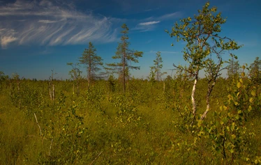 Kirjan esittely - Noin 300 sivuinen tietokirja Suomen soiden tilasta on tekeillä vuoden 2026 aikana. 

Suot ovat Suomelle tyypillinen ja ainutlaatuinen ekosysteemi. Ne ovat olleet
muutoksen kourissa jo kauan. Useat suotyypit ovat varsinkin etelässä
kadonneet tai ovat uhanalaisia. Tämä tietokirja kertoo soidemme heikosta
nykytilasta ja siihen johtaneista syistä.
Teos selvittää lukijalleen suotyyppien erot ja niillä tavattavat tyypilliset eliölajit.
Suotyypeille on valittu edustavia mallisoita, joista on kirjassa laaja kuvaus
luontosisällöstä sekä paikalla tehty näyttävä kuvitus.
Soidemme hyötykäyttö historiassa käsitellään laajasti. Siellä ovat Suomen
soiden tilan heikentymisen oleelliset taustat ja juurisyyt. Suojelutoimet ja
ennallistamisen mahdollisuudet saavat omat lukunsa kirjassa. Lukija ei tarvitse
erityistä luontotietämystä, vaan soiden luontoarvot ja monimuotoisuus
avautuvat helposti ymmärretyksi. Lukija saa ymmärryksen soiden suojelun
keinoista ja merkityksestä luontokadon hillitsemiseksi.
