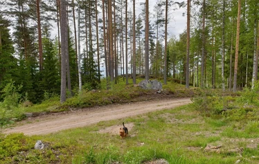 Jään sulamisvesien muovaama drumliini eli maankohouma - Drumliinin luoteispäässä on kallio, johon sulamisvedet törmäsivät.