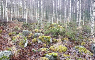 Jään sulamisvesien muovaama drumliini eli maankohouma - Drumliinin luoteispäässä on kallio, johon sulamisvedet törmäsivät.