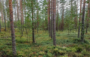 Hyvinvointipolulla on järvinäkymiä - Polku kulkee mm. kapean niemen päähän ja takaisin