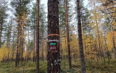 Hyvinvointipolulla on järvinäkymiä - Polku kulkee mm. kapean niemen päähän ja takaisin