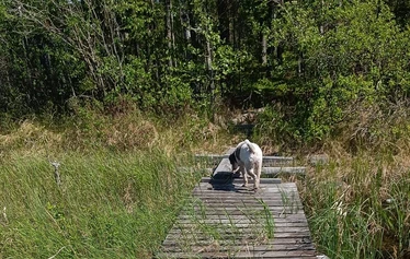 Hyvinvointipolulla on järvinäkymiä - Polku kulkee mm. kapean niemen päähän ja takaisin