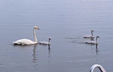 Lapset nauttivat uimisesta