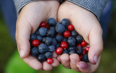 Kypsiä mustikoita nautittaviksi