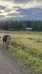 Ravilan tila - läsnäoloa eläimistä, hyvinvointia luonnosta
