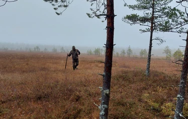 Teeri - Metsästys perustuu riistakolmiolakskentojen kanta-arvioihin.