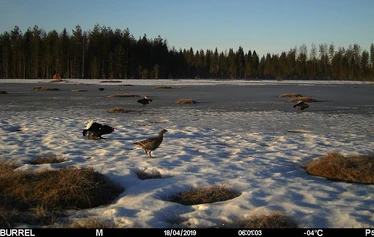 Teeri - Metsästys perustuu riistakolmiolakskentojen kanta-arvioihin.