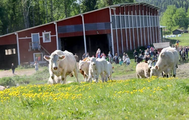 Kotona syntynyttä ja kasvatettua laatulihaa Iisalmen Runnilta, luomupelloilta.