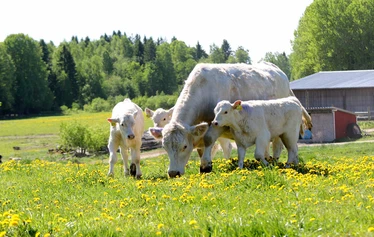 Kotona syntynyttä ja kasvatettua laatulihaa Iisalmen Runnilta, luomupelloilta.