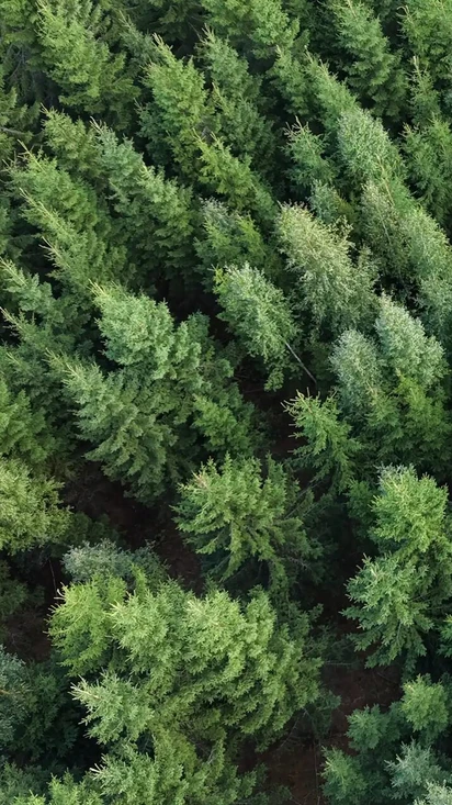 More wood. More carbon stored.