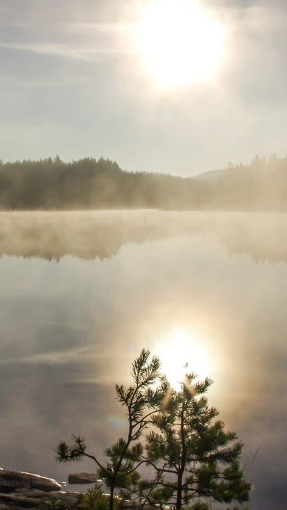 Kuuntele metsän ääntä