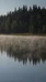 Kuuntele metsän ääntä