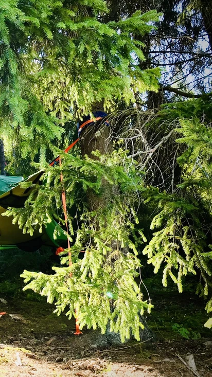 Puihin Tentsile puumajoitus