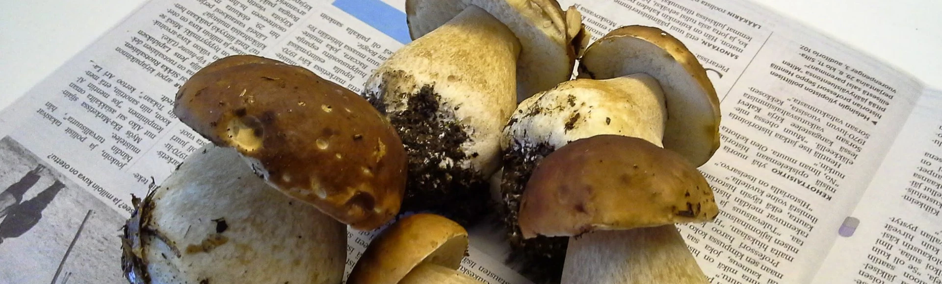 Mushroom & blueberry tour