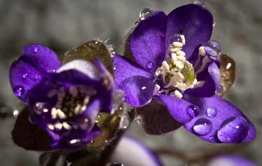 Avara ajatus – mielenrauhaa luonnosta. Anne Rautiainen.  - Luonto tarjoilee iloa!