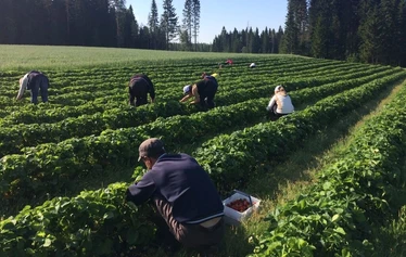 Mansikoita poimimassa vasemmalta Elsa-emäntä, isäntäpari Pentti ja Maija sekä oman kylän väkeä 1960-luvulla. 1960-luvulla.
