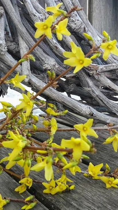 Sundströmin lähipuutarhan työpajat kevät/kesä