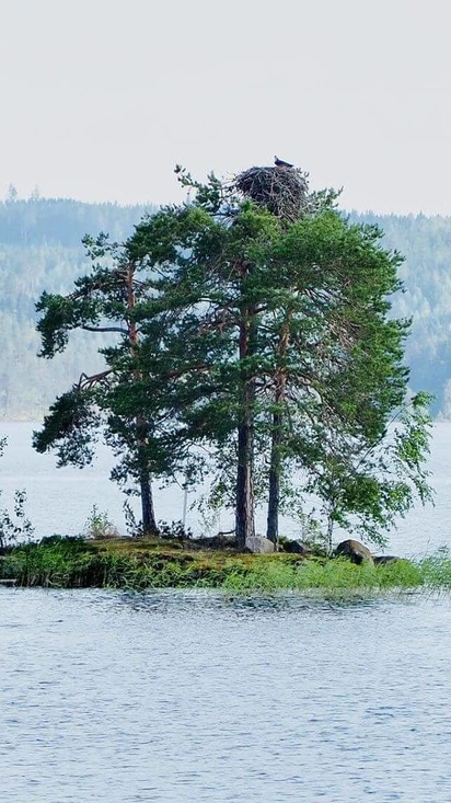 Etelä-Konneveden kansallispuisto