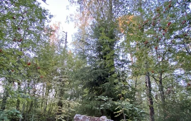Rautalammin ensimmäisen kirkon muistokivi - Muistomerkki on pystytetty Talliniemeen vuonna 1961.