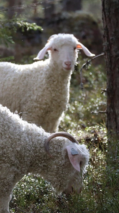 Vihavalahden mohair