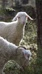 Vihavalahden mohair