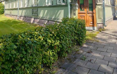 Sibeliuksenpuisto, Salo. Kuva: Sari Scimone