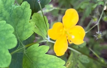 Latokartanonkoski - © Arja Kemppainen