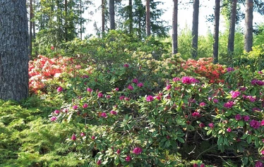 Kesäkuun rhodojen loistoa Ilolan Arboretumissa Salon Kiikalassa - © Sari Scimone