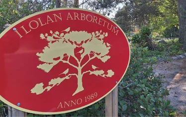 Kesäkuun rhodojen loistoa Ilolan Arboretumissa Salon Kiikalassa - © Sari Scimone