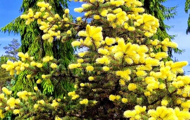 Kesäkuun rhodojen loistoa Ilolan Arboretumissa Salon Kiikalassa - © Sari Scimone