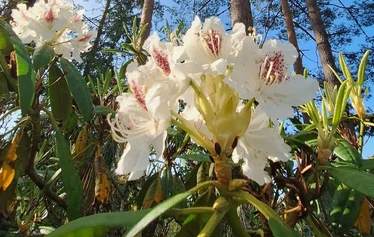 Kesäkuun rhodojen loistoa Ilolan Arboretumissa Salon Kiikalassa - © Sari Scimone