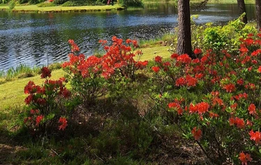 Kesäkuun rhodojen loistoa Ilolan Arboretumissa Salon Kiikalassa - © Sari Scimone