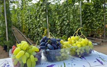 Villen viinitarhan rypäletasting - © Ville Salmi